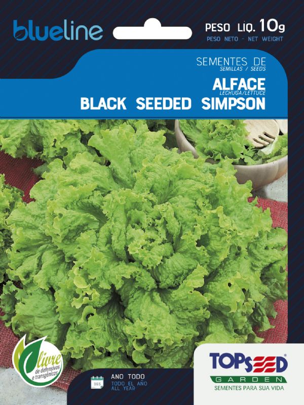 Alface Black Seeded Simpson