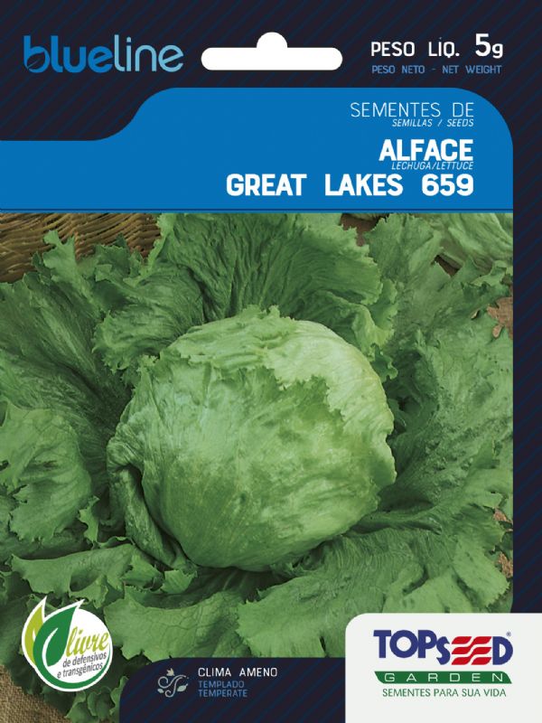 Alface Great Lakes 659 (Americana)
