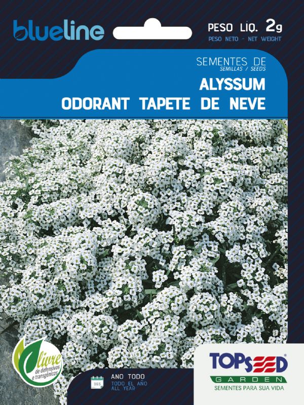 Alyssum Odorant Tapete de Neve