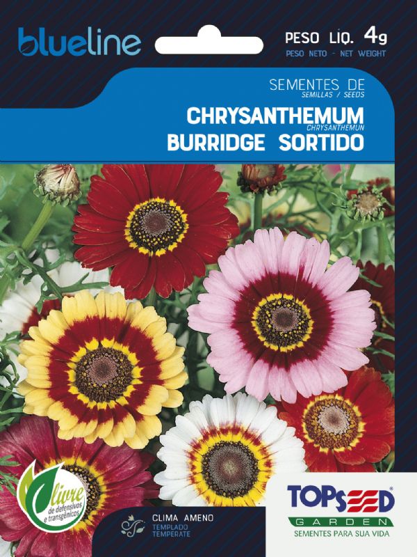 Chrysanthemum Burridge Sortido