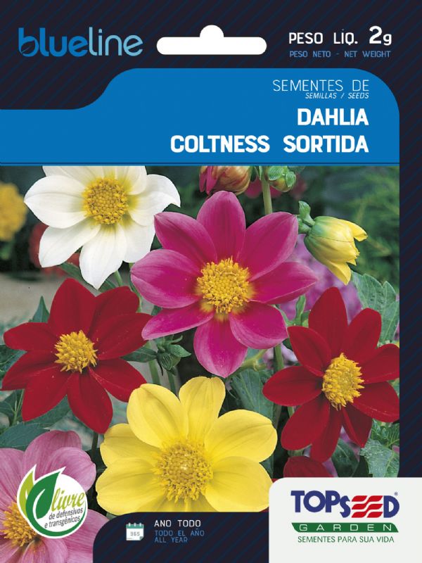 Dahlia Coltness Sortida