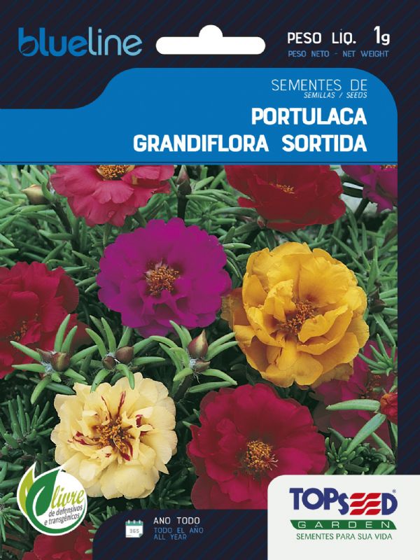 Portulaca Grandiflora Sortida
