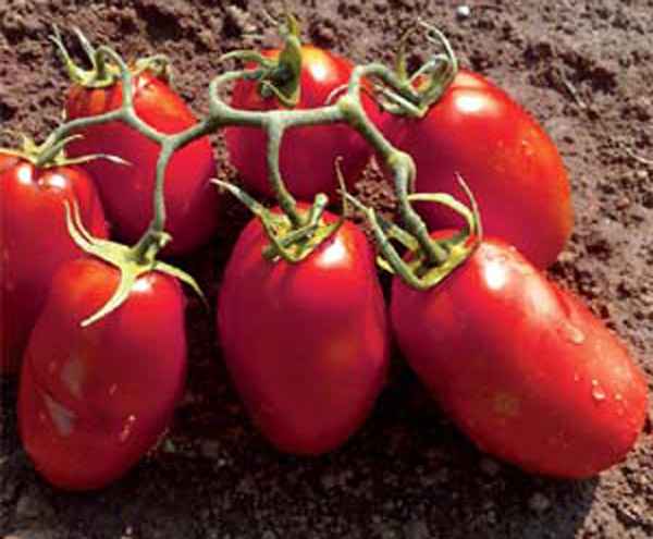 Tomate Industrial Híbrido HMX 7885 F1