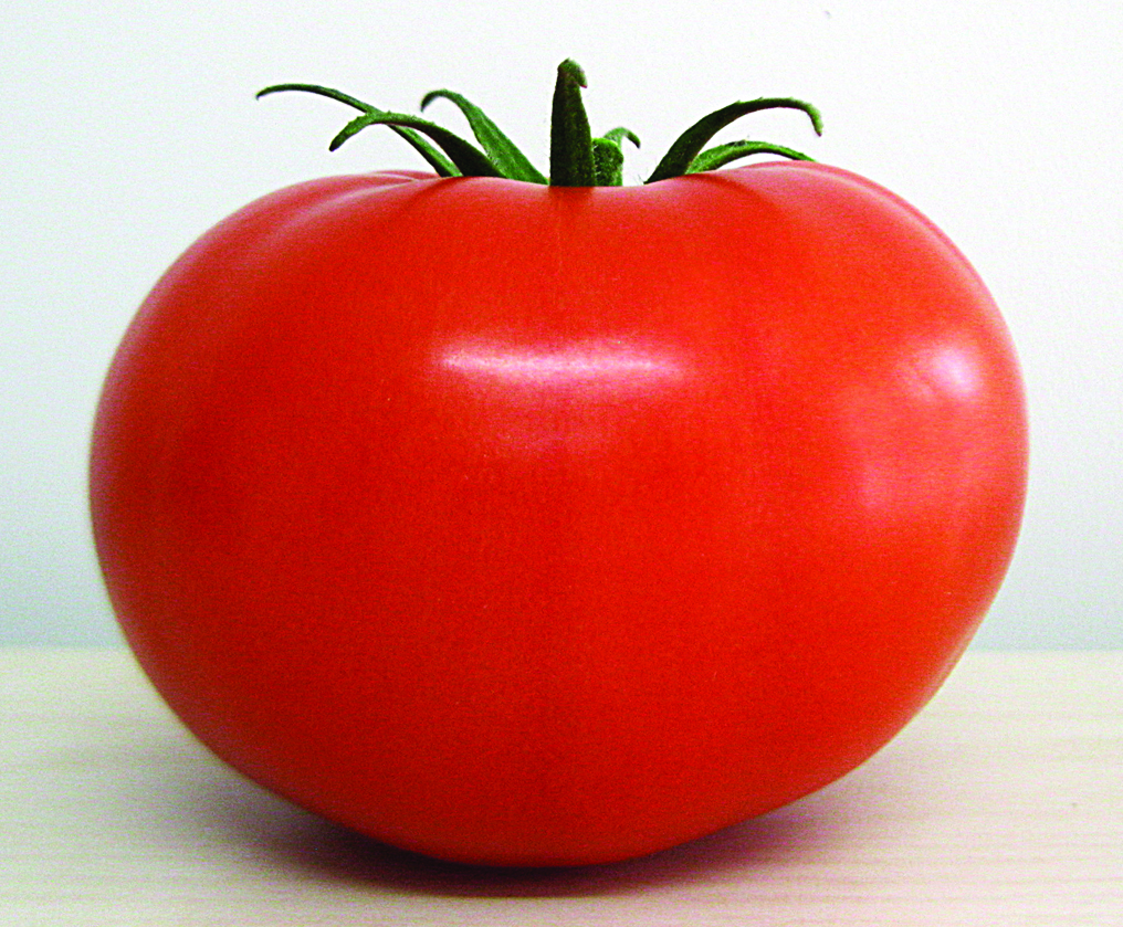 Tomate Salada (Ind) Híbrido Protheus F1