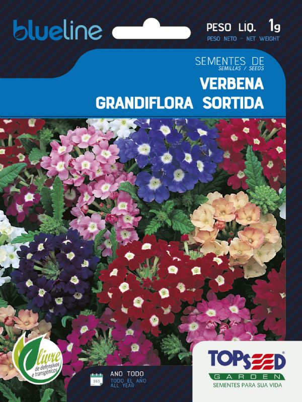 Verbena Grandiflora Sortida