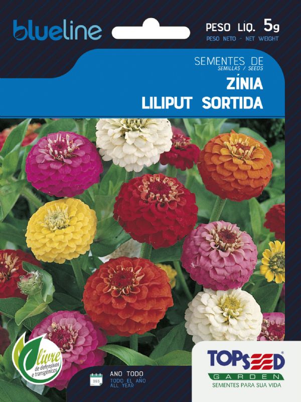 Zínia Liliput Sortida