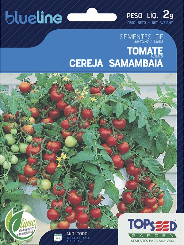 Tomate Cereja Samambaia