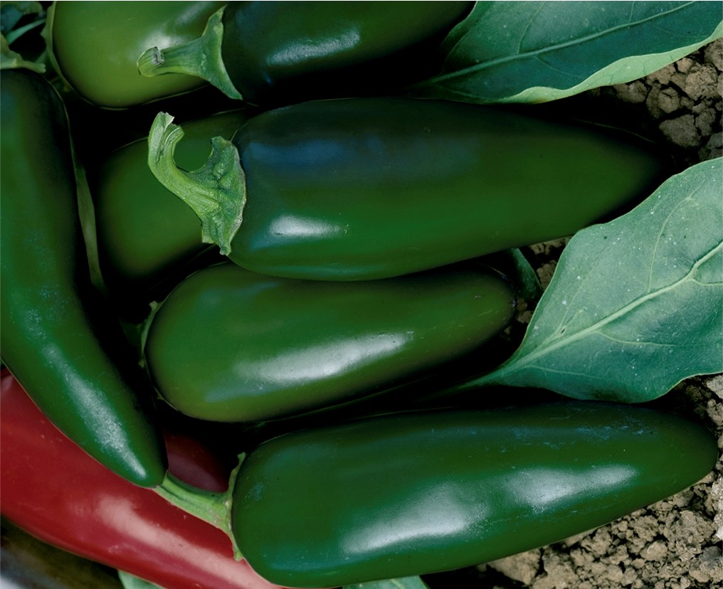 Pimenta H&iacute;brida Turbo F1