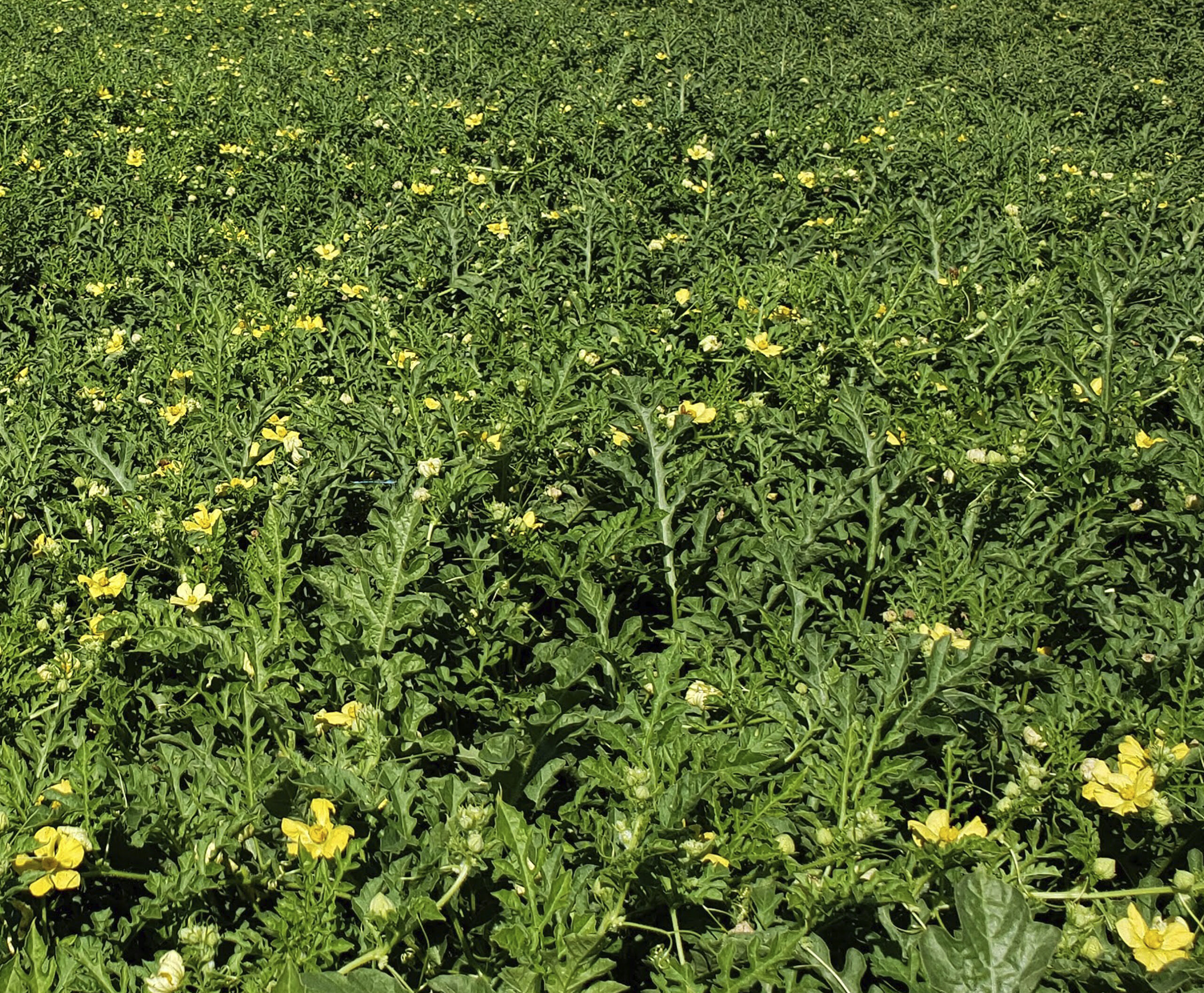 Polinizadores de Melancia Lion King F1 (Polinizador)