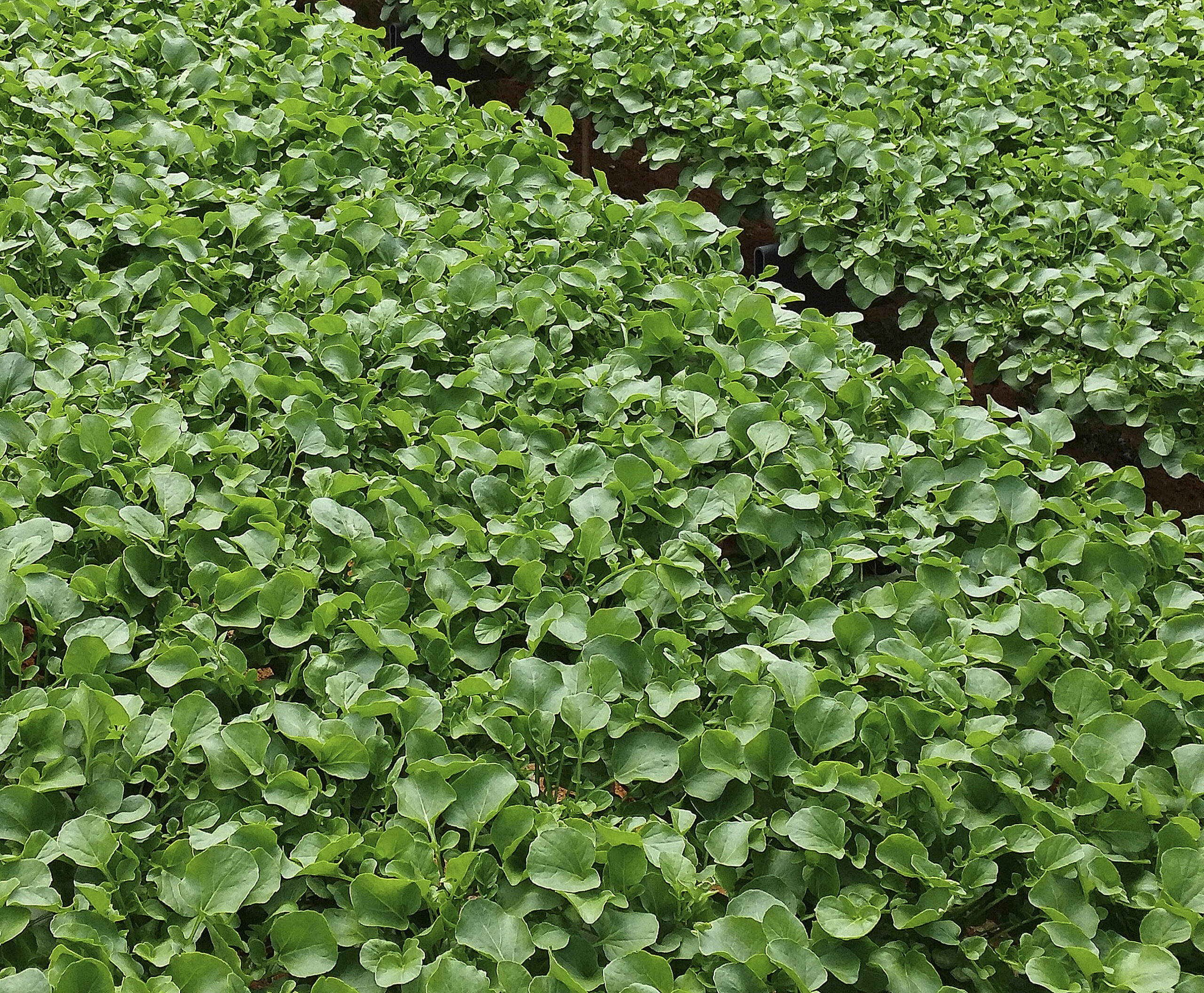 Agri&atilde;o de &Aacute;gua Glorioso