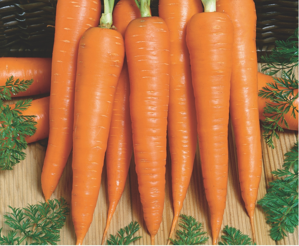 Cenoura de Inverno H&iacute;brida Marcopolo F1