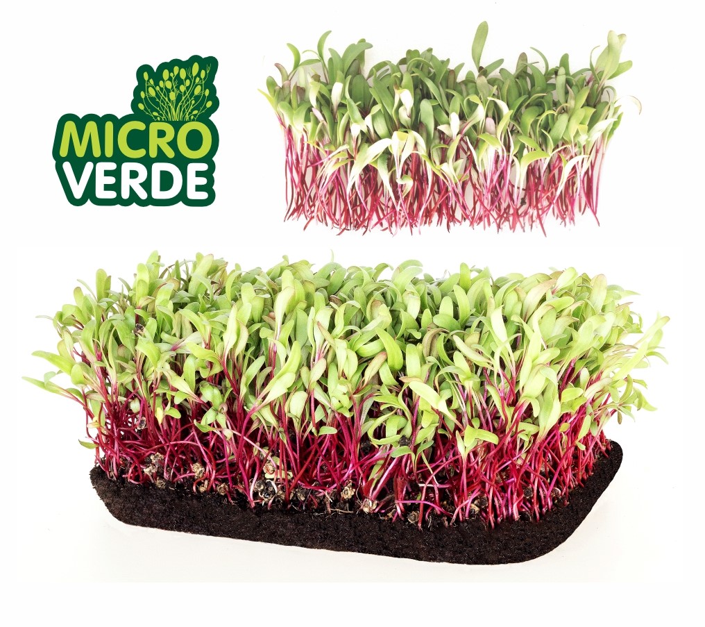 Microverdes Beterraba (MV)
