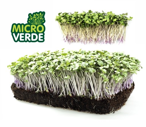 Microverdes Br&oacute;colis (MV)