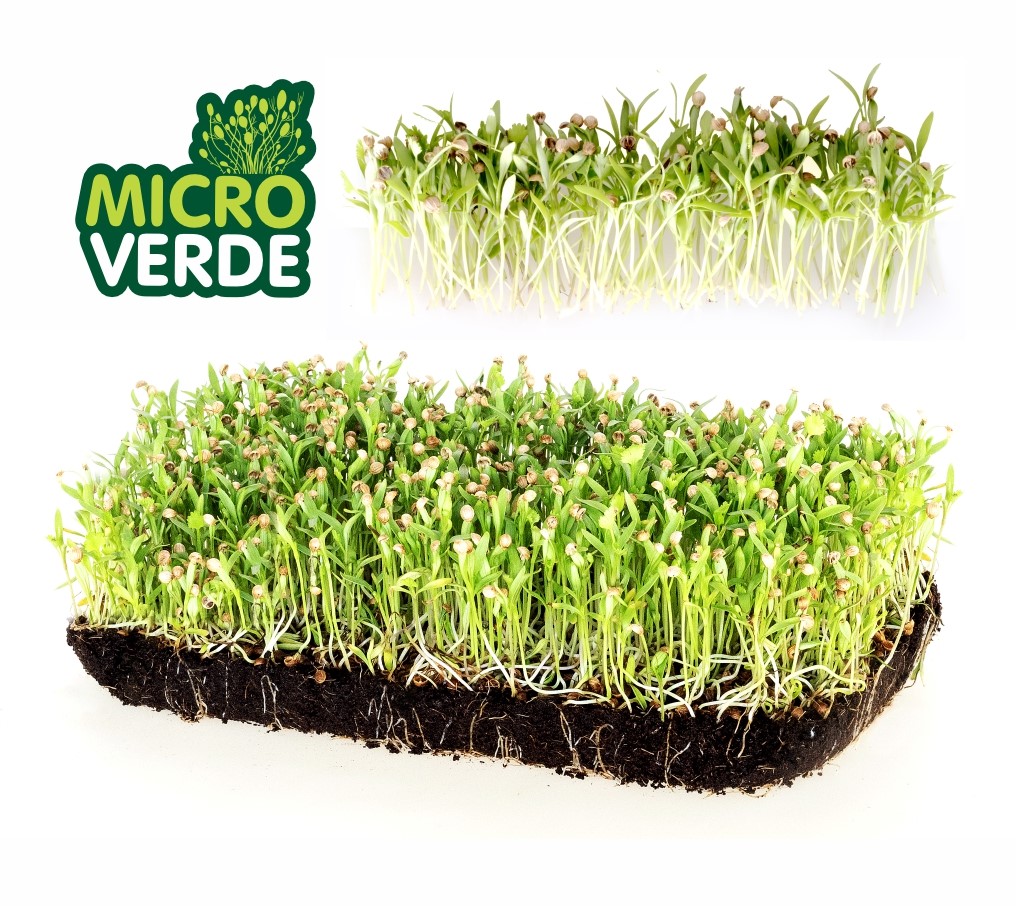 Microverdes Coentro (MV)