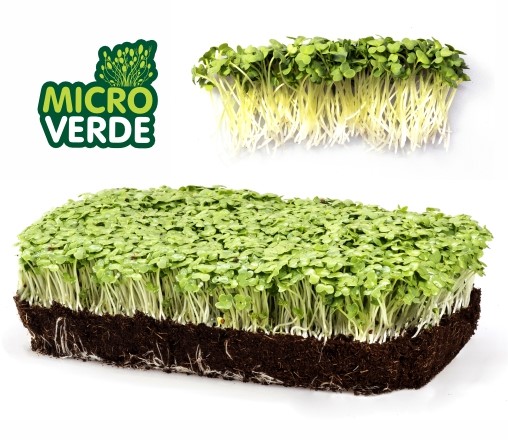 Microverdes Mostarda (MV)