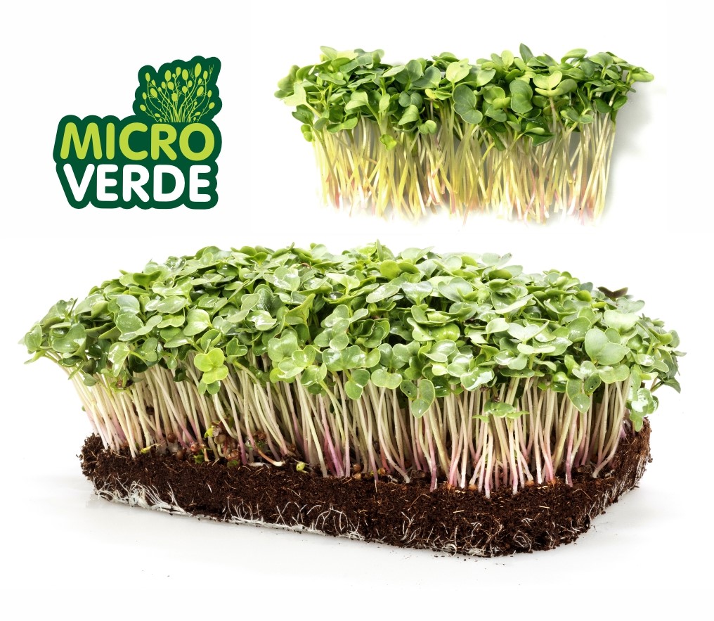 Microverdes Rabanete (MV)