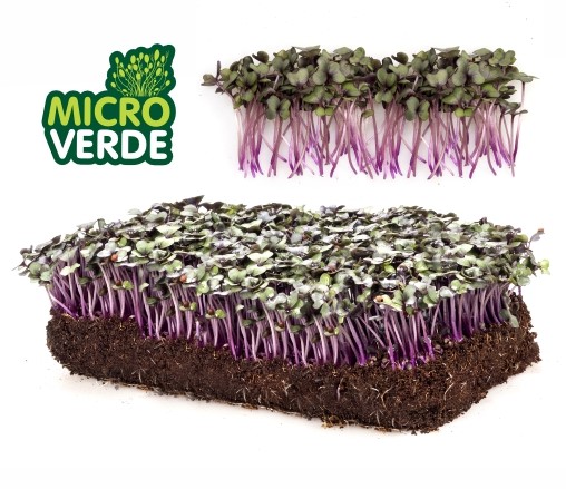 Microverdes Repolho Roxo (MV)