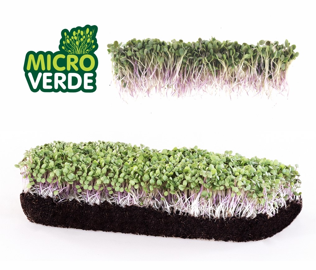 Microverdes Agri&atilde;o de Terra (MV)