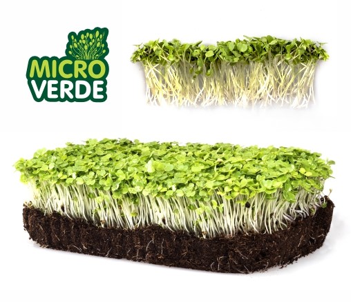 Microverdes R&uacute;cula (MV)