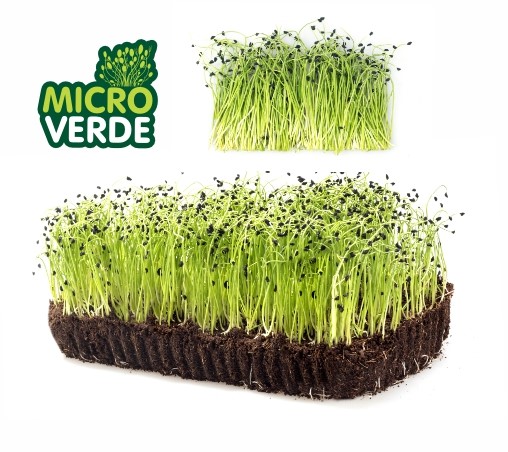 Microverdes Alho-Porro (MV)