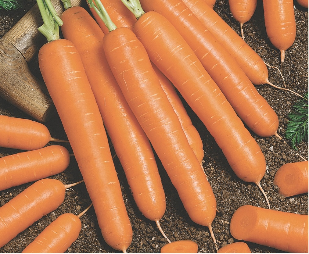 Cenoura de Ver&atilde;o H&iacute;brida Vit&oacute;ria F1