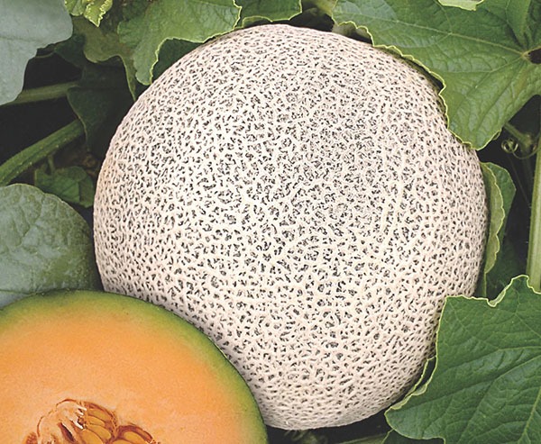 Mel&atilde;o Cantaloupe H&iacute;brido Samba F1