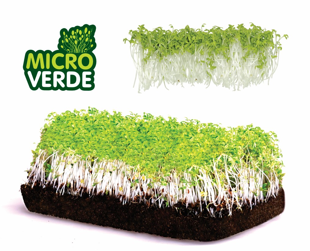 Microverdes Agri&atilde;o Apimentado (MV)