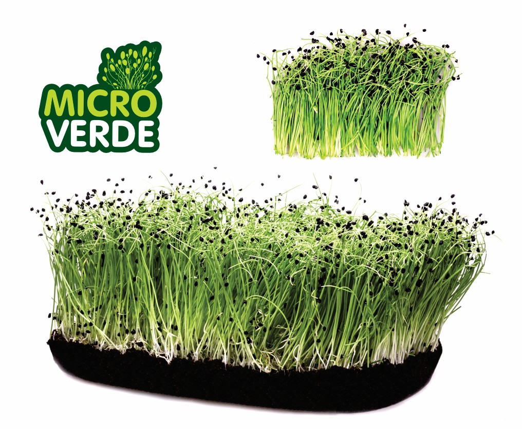 Microverdes Cebola (MV)