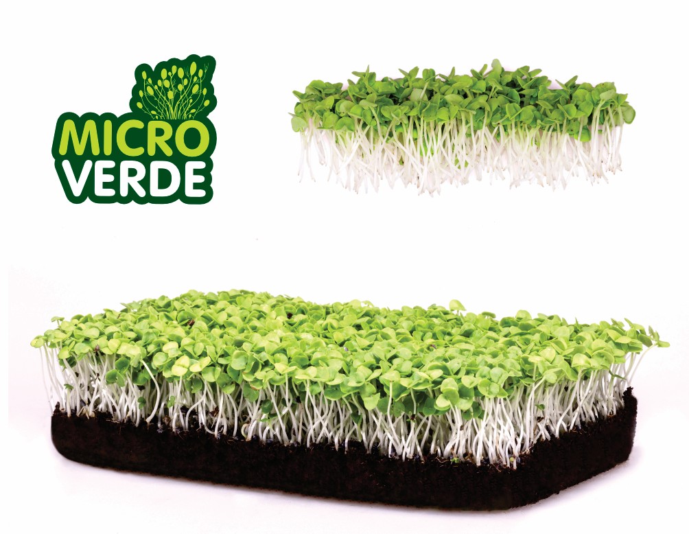 Microverdes Manjeric&atilde;o (MV)