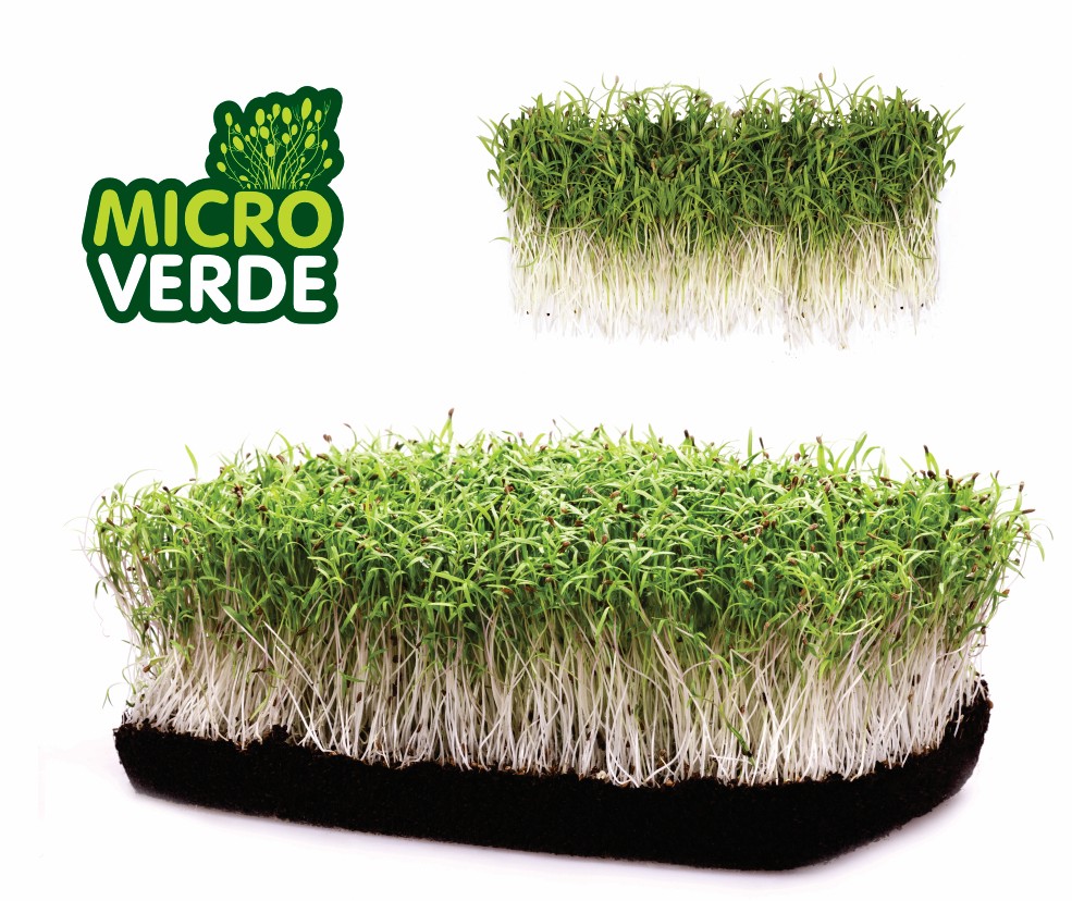 Microverdes Cenoura (MV)
